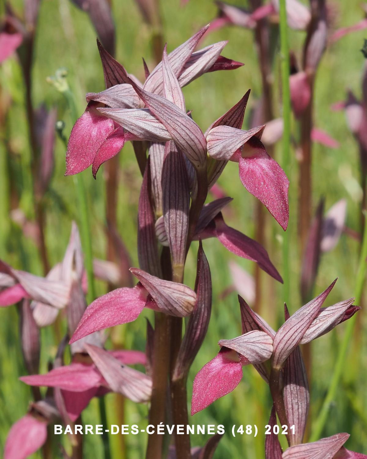 Orchid, Tongue flower